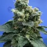 S.A.G.E. n Sour (Feminized) - T.H. Seeds