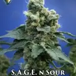 S.A.G.E. n Sour (Regular) - T.H. Seeds