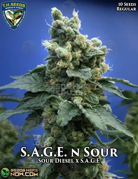 S.A.G.E. n Sour regular cannabis seeds by T.H. Seeds featuring Sour Diesel and S.A.G.E genetics