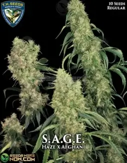 S.A.G.E. Cannabis Seeds Packaging (space) Regular Seeds by T.H. Seeds