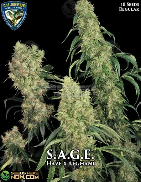 S.A.G.E. Cannabis Seeds Packaging - Regular Seeds by T.H. Seeds