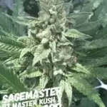 S.A.G.E.master (Regular) - S.A.G.E.masta Select