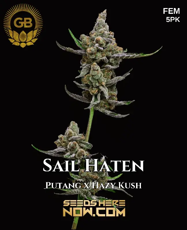 Sail Haten Feminized Seeds by Green Bodhi - Citrus, Pine, Earthy Aromas
