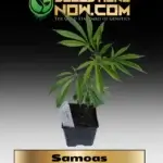 Samoas Clones - ACC