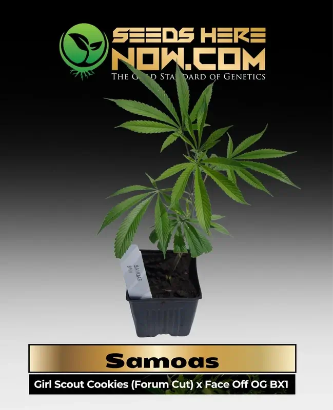 Samoas Clones cannabis plant with citrus-pine aroma