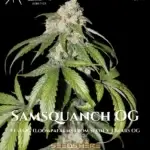 Samsquanch OG (Autoflower) - Mephisto Genetics