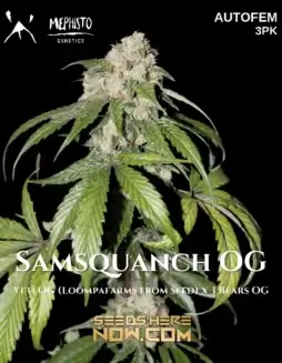 Samsquanch OG Autoflower cannabis seeds by Mephisto Genetics featuring Yeti OG and 3 Bears OG lineage