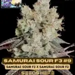 Samurai Sour F3#9 (Regular) - Bless Coast Seeds