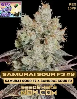 Samurai Sour F3#9 cannabis seeds by Bless Coast Seeds, featuring citrus and diesel aromas with a THC content of 18(space)22%