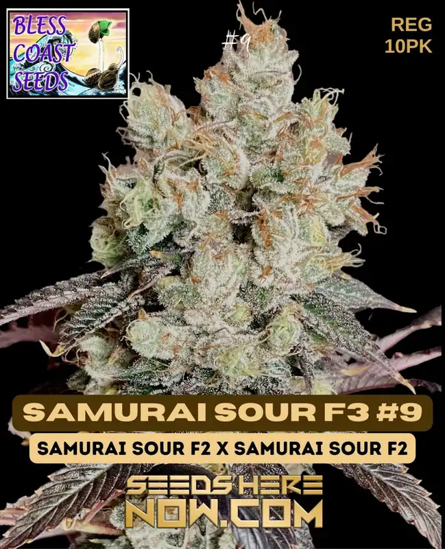 Samurai Sour F3#9 cannabis seeds by Bless Coast Seeds, featuring citrus and diesel aromas with a THC content of 18-22%