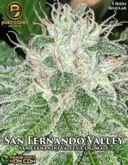 San Fernando Valley Regular Cannabis Seeds by Best Coast Genetics