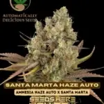 Santa Marta Haze (Autoflower) - Automatically Delicious