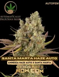 Santa Marta Haze Auto cannabis seeds by Automatically Delicious, featuring tropical and citrus aromas
