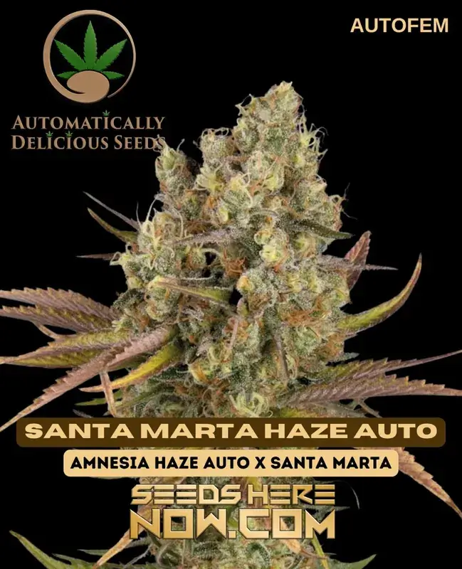 Santa Marta Haze Auto cannabis seeds by Automatically Delicious, featuring tropical and citrus aromas