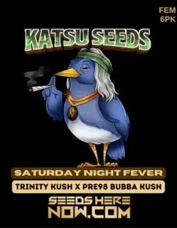 Pack of Saturday Night Fever Feminized Cannabis Seeds by Katsu Seeds