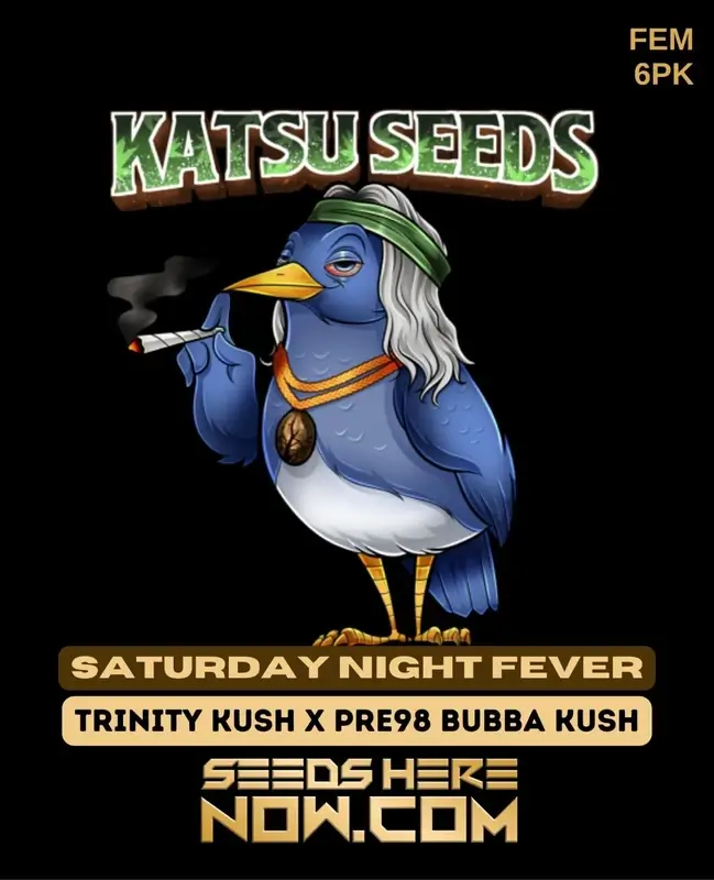 Pack of Saturday Night Fever Feminized Cannabis Seeds by Katsu Seeds