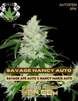 Savage Nancy Auto autoflowering cannabis seeds (space) Hybrid strain with citrus, pine, and sweet aromas