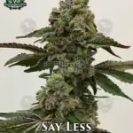Say Less (Feminized) - Exotic Genetix