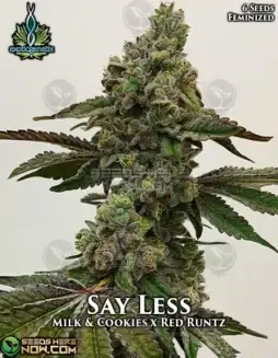 Say Less feminized cannabis seeds by Exotic Genetix, featuring Milk & Cookies and Red Runtz lineage
