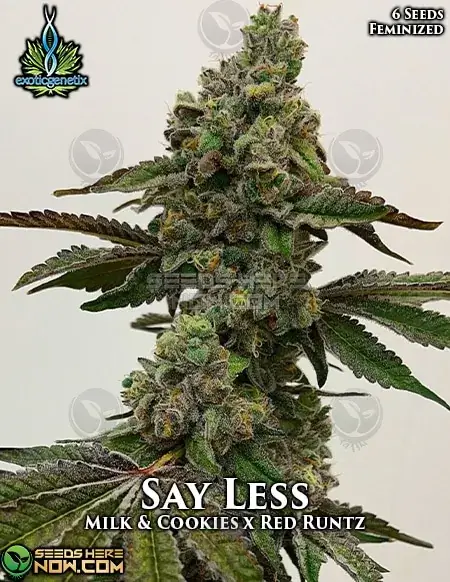 Say Less feminized cannabis seeds by Exotic Genetix, featuring Milk & Cookies and Red Runtz lineage