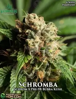 Schromba (space) Feminized Seeds by Katsu, featuring parentage of Schrom and Pre(space)98 Bubba Kush