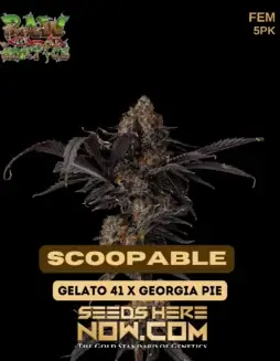 Scoopable Cannabis Seeds (space) Feminized strain by Raw Genetics featuring Gelato #41 and Georgia Pie genetics