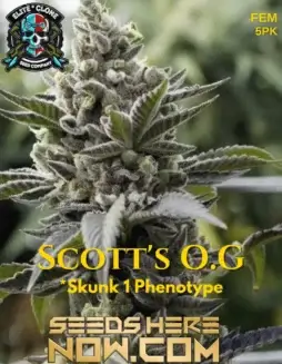 Dense, resin(space)coated buds of Scott's OG S1 Feminized Seeds with vibrant orange pistils