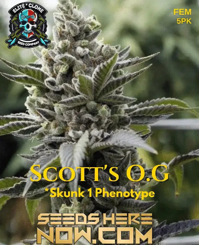 Dense, resin-coated buds of Scott's OG S1 Feminized Seeds with vibrant orange pistils