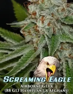Screaming Eagle Regular Seeds (space) A potent indica blend by Dominion Seed Company