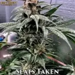 Seats Taken (Regular) - Best Coast Genetics