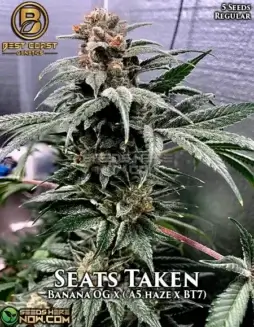Seats Taken Cannabis Seeds by Best Coast Genetics featuring Banana OG, A5 Haze, and BT7