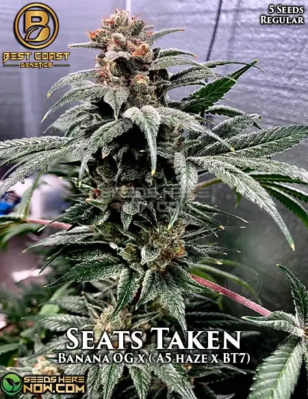 Seats Taken Cannabis Seeds by Best Coast Genetics featuring Banana OG, A5 Haze, and BT7