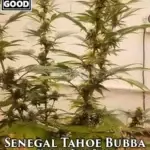 Senegal Tahoe Bubba (Regular) - Weed Should Taste Good