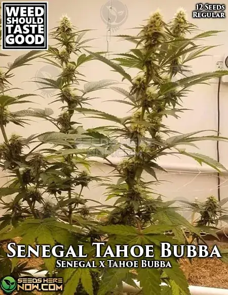 Senegal Tahoe Bubba cannabis seeds, an Indica Dominant strain with earthy, pine, and citrus flavors