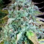 Serious Happiness (Feminized) - Serious Seeds
