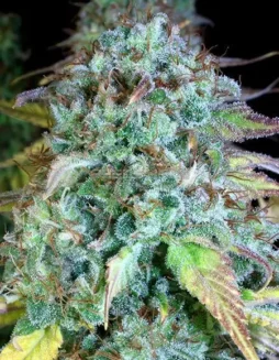Serious Happiness Feminized Seeds (space) Hybrid Cannabis Strain by Serious Seeds