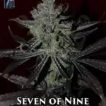 Seven of Nine Limited Edition (Regular) - DJ Short Seeds