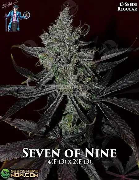 Seven of Nine Limited Edition regular cannabis seeds by DJ Short Seeds, featuring F13 lineage with sativa dominance.