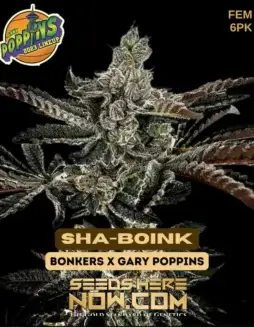 Sha(space)Boink Feminized Seeds by Exotic Genetix featuring pine, citrus, and sweet earthy flavors
