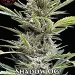 Shadow OG (Autoflower) - Elev8 Seeds