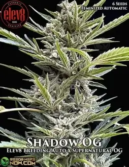 Shadow OG Autoflower Cannabis Seeds by Elev8 Seeds