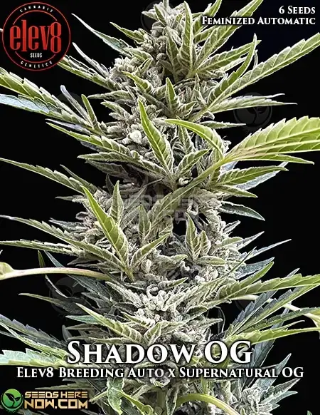 Shadow OG Autoflower Cannabis Seeds by Elev8 Seeds