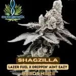 Shagzilla (Feminized) - Exotic Genetix