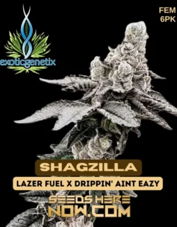 Close(space)up of Shagzilla feminized cannabis seeds by Exotic Genetix