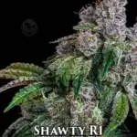 Shawty R1 (Feminized) - Ethos Genetics