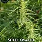 Sheelawathi (Regular) - Indian Landrace Exchange