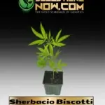 Sherbacio Biscotti - ACC