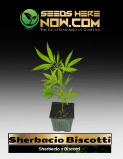 Healthy Sherbacio Biscotti ACC clone in a soil pot