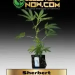 Sherbert Clones - ACC