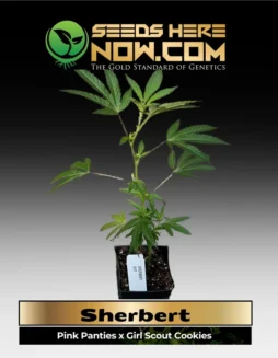 Rooted Sherbert Clone in 3.5(space)inch soil pot